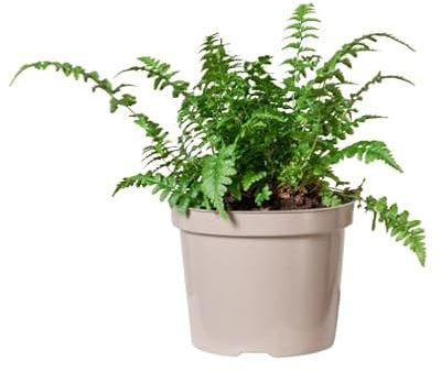 Helecho de Interior Natural La Planta Colgante Perfecta para tu Hogar