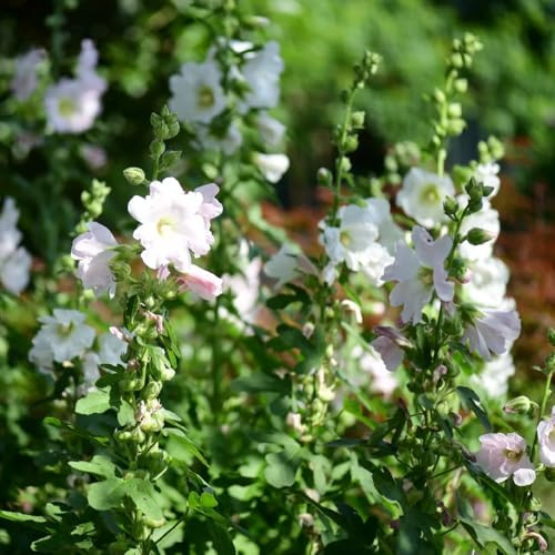 Semi di malvarosa, autunnali resistenti Alcea rosea, malvarosa, decorazioni, rare da giardino resistenti to perenne 300pcs
