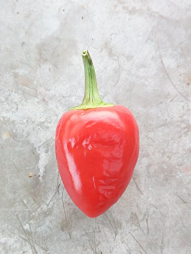 SEMI PEPERONCINO SABINO