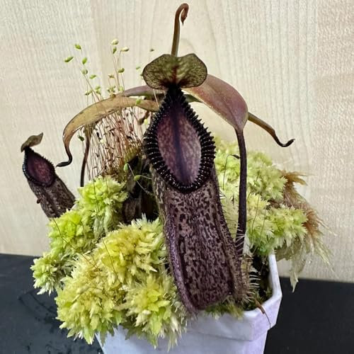 fleischfressende pflanzen nepenthes samen, bonsai samen, topfpflanzen für draußen kannenpflanze pflanzen, bodendecker pflanzen winterhart bonsai samen, winterharte pflanzen für garten 50pcs
