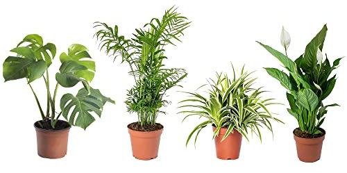 Set 4 Plantas Interior Poca Luz DECOALIVE: Monstera Deliciosa, Palmera Chamaedorea, Chlorophytum y Spathiphyllum