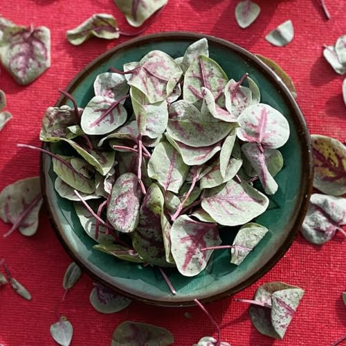 Edible Freeze Dried Red Vein Sorrel Leaves - 400ml - UK Product - Certified Food Grade (529)