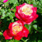 kletterrosen winterhart duftend samen - garten hochbeet sträucher winterhart rosenbaum winterhart steingarten pflanzen pflanzen garten kletterpflanzen alte sorten saatgut 50pcs