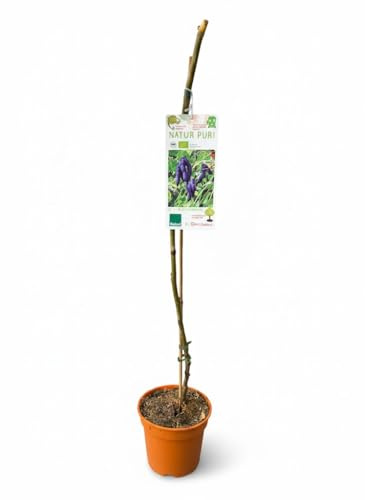 Decaisnea Fargesii, Pianta dalle Dita Blu, Arbusto Ornamentale in Vaso da 19 cm, Pianta da Giardino Biologica