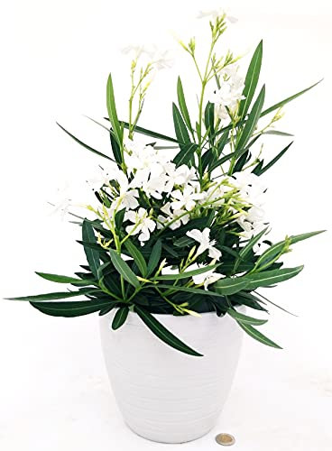 POWERS TO FLOWERS - OLEANDRO BIANCO DECO A RIGHE BIANCO, 1 PIANTA, vaso 15cm, pianta vera