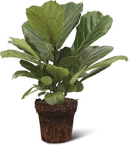 Planta Natural Higuera Hoja Violín Ficus Lyrata