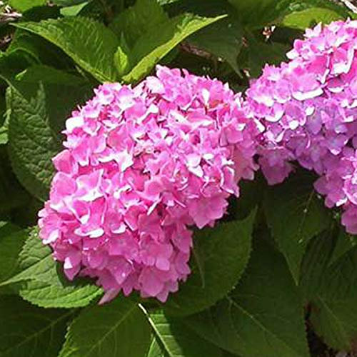 Hydrangea Macrophylla Endless Summer- Hortensia 'Endless Summer' 50-60 cm en conteneur