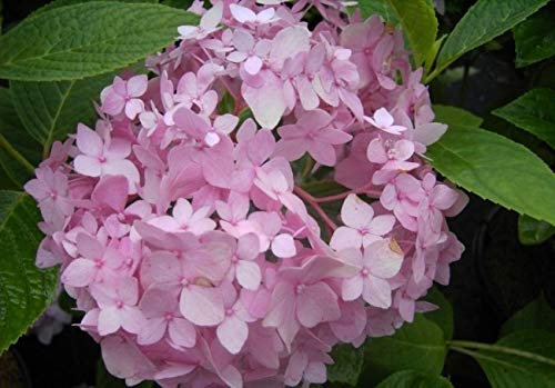 Bauernhortensie Semperflorens - Ballhortensie - Hydrangea macrophylla Semperflorens