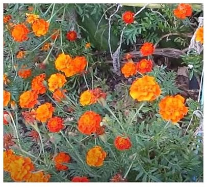 Pcs - 25x Samtblume Bonita Mix Tagètes Jardin Plantes - Graines KS240 - Seeds & Plants Shop by Ipsa