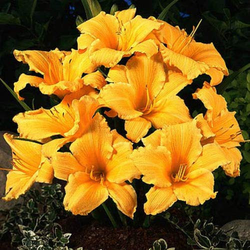 Semi di Germinazion : 2 hémérocalles - Gel Orange - Vivace hémérocalles