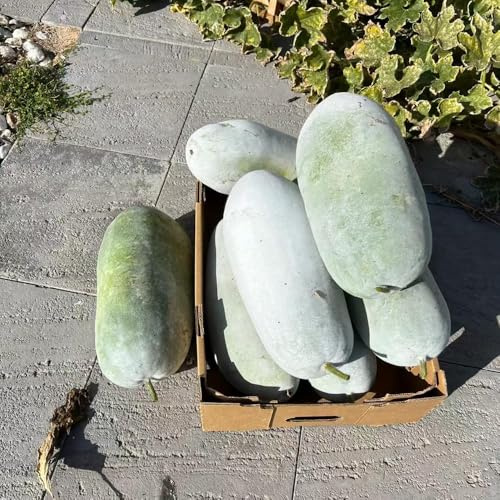 semillas de calabaza de cera - jardín interior - Serie raras bonsái interior semillas ajedrea cocina jardín balcón resistentes 70pcs