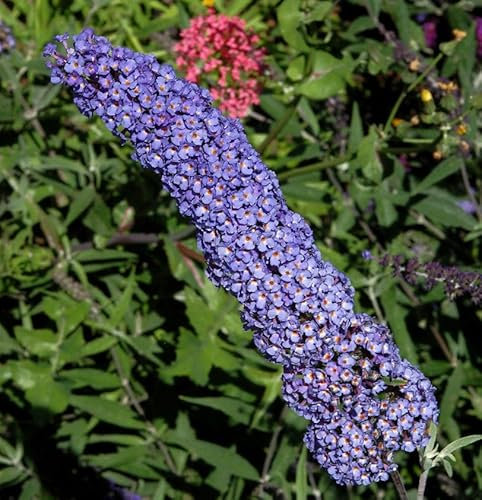 Sommerflieder Blue Chip 40-60cm - Buddleja