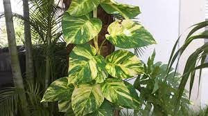 Pothos pianta da interni Vaso 18 Foto Reali Potos, Potus, Photus pianta pendente