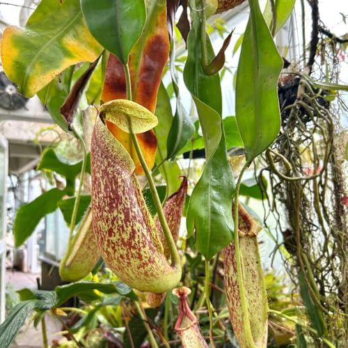 NepenthesSamen, Nepenthes mirabilis, bio exotische Fleischfressende Kannenpflanze, fleischfressende garten exotische zimmerpflanzen 600pcs