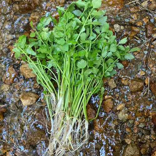 semillas de berro - berro de jardín interior Semillas, resistentes en contenedores, Jardín cubrir el suelo en el balcón verdes del orgánicas 100semillas