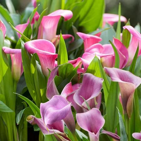 Votaniki Grape Velvet & Garnet Glow Calla Lily Bulbs - Versatility, Long Lasting Blooms, Perennial Zantedeschia Calla Lily Flower Bulbs for Planting - Easy to Grow & Low Maintenance (2 Pack)