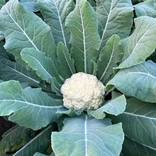 400 piezas semillas coliflor semillas de exóticas resistentes, de jardín para hombres, hortalizas para