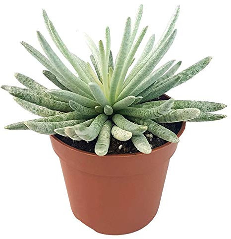 Fangblatt - Senecio 'scaposus' - exotische Sukkulente mit weißen Haaren im Ø 9 cm Topf, ? ca. 15 cm - pflegeleichte Zimmerpflanze