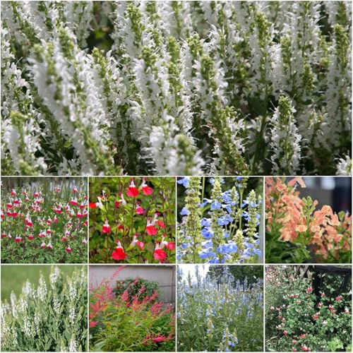 semi di salvia - resistenti per balconi tetti verdi semi balcone di - Serie Rara esotica 250pcs