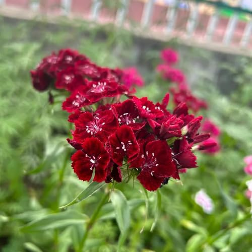 Semi di garofano dolce, giardino balcone interna biologici 450pcs