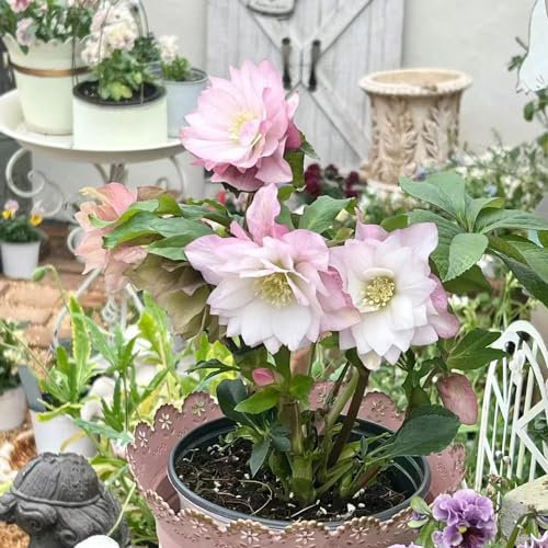 500 pcs christrose winterhart samen, blumensamen, garten christrosen pflanzen winterhart - Helleborus thibetanus - gastgeschenk blumensamen, balkon beet blumenbeet, steingartenpflanzen