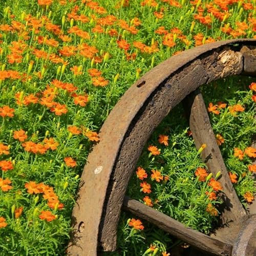 Buy4seeds Marigold TAGETES Orange GEM 250 Seeds Easy to Garden Yard Patio