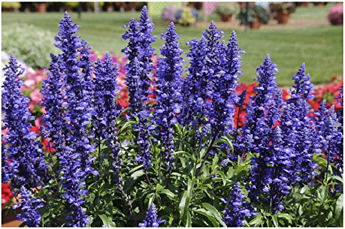 Lot de 20 graines de sauge farineuse Blue Plus - plantes annuelles