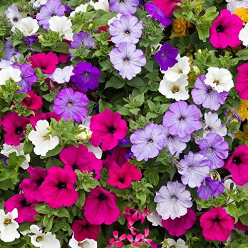 250 Petunia Hybrida Pendula Trailing Balcony Mixed Seeds - 250 Seeds