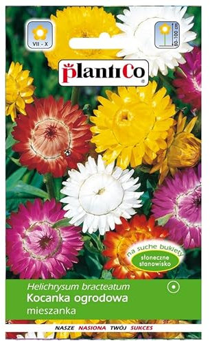 PlantiCo 1g Mélange d'immortelles Helichrysum Graines de fleurs pour bouquets secs Balcon Terrasse Plante annuelle à fleurs