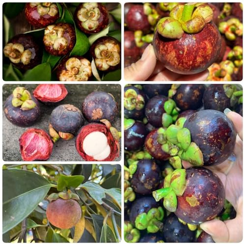 Semi di mangostano - da balcone da frutto nani, resistenti frutto colonnari per giardinieri frutteto colonnari comprare raro vecchie varietà 50pcs