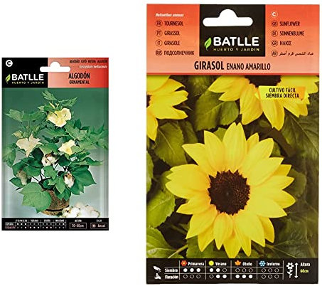 Algodon Ornamental + Girasol enano amarillo