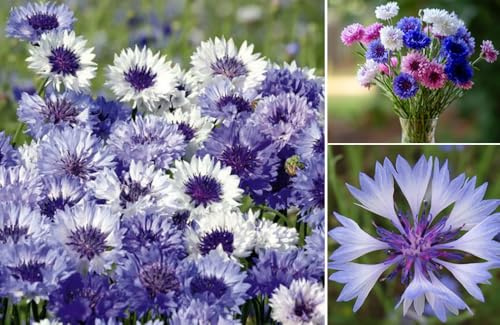 100pcs Mixed Cornflower Seeds Bachelor Button Cornflower Tall White Button Flowers Heirloom Non-GMO