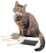 CanadianCat Company | 4er Pack | Filzkissen FELTY mit 5g Baldrian | Knuddel Kissen für Katzen | Schmusekissen