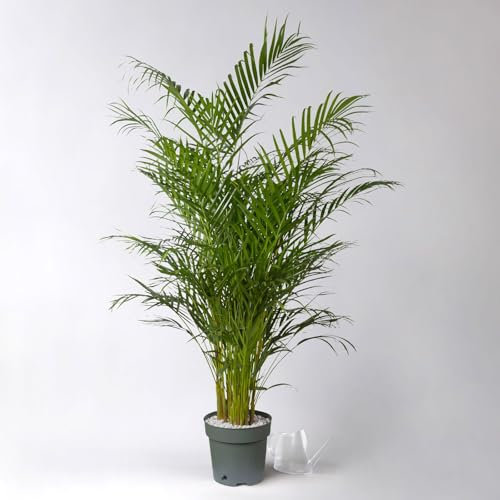 Goldfruchtpalme, Topf-Ø 27 cm, Höhe ca. 150 cm, inkl. Bewässerungssystem