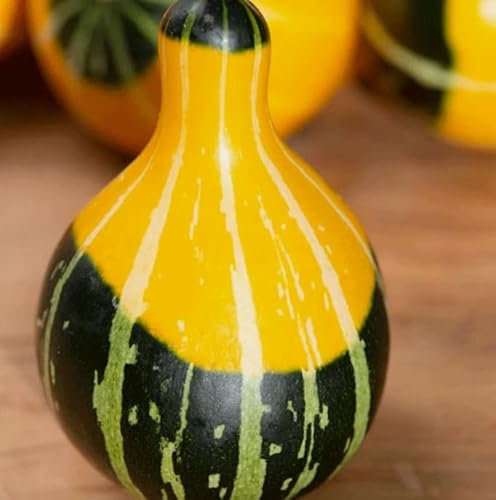 1 Pack of 20 SEEEDS Gourd - Ornamental Pear Bicolour