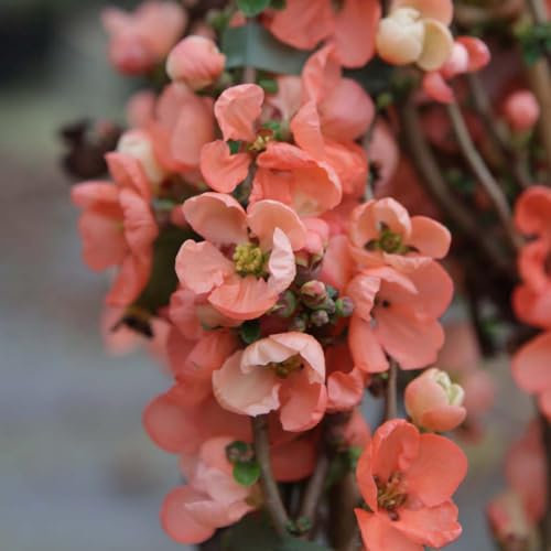 Chaenomeles x Superba 'Salmon Horizon' - Flowering Quince with Orange-Pink Blooms and Edible Fruits - Perfect for Borders and Walls - 1x 9cm Potted Plant by Thompson & Morgan