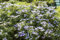Hydrangea macrophylla 'Bodensee' - Bauernhortensie, Winterhart, Blau-rosa Blüten, Solitär C15 Topf, 60-80cm Wuchshöhe