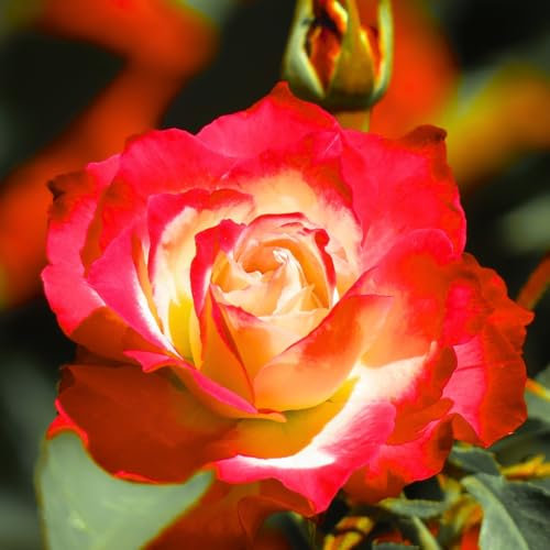 Carbeth Plants Red Rose Bush Forty-Niner - 1 Rose Plant in 3L Pot - Potted Roses Plants Outdoor Garden Ready to Plant Flowers - Ideal Flowers for Garden Growing in Bed, Borders and Patio Pots