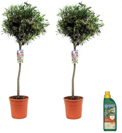 Plant in a Box - Olea Europaea - Olivenbaum - Satze von 2 - Pokon - Topf 21 cm - Höhe 90-100cm