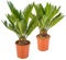 Bloomique - 2er Set - Cycas Revoluta - Palmfarn - Sagopalme - Palme - Sehr Pflegeleicht - Höhe 30-40 cm - Topf 12 cm