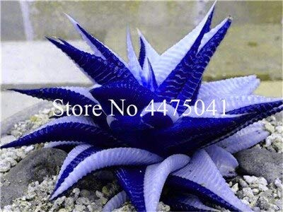 Graines De Plantes Succulentes D'Aloe Vera Pour Un Beau Jardin Bleu Paquet De 100 Graines