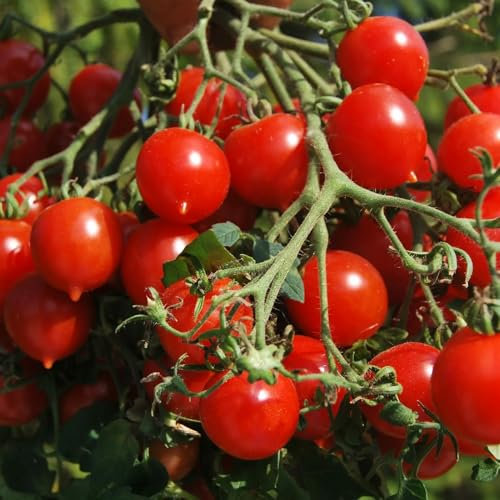 200 Pièces Graines de Tomates Cerises, Graine de Tomate Cerise Rouge à Planter, Semences de Tomates Cerises pour Le Jardin et Potager, Graines de Légumes, Croissance Vigoureuse