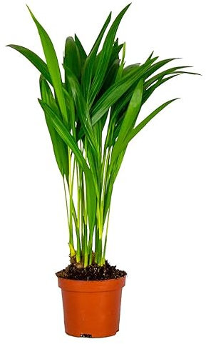 Bloomique - Dypsis lutescens - Palmera areca - Planta de interior - Purificadora del aire - Apta para mascotas - Altura 20-30 cm - Maceta 10,5 cm