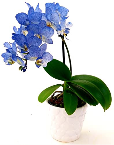 POWERS TO FLOWERS - ORCHIDEA PHALAENOPSIS BLU, MINI IN VASO CERAMICA CUORI BIANCO, Pianta Vera