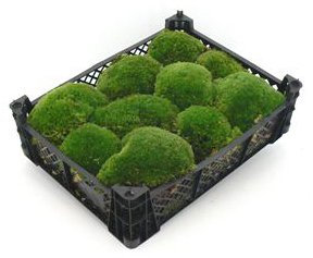 Kiste 40x30x8 cm frisches Premium Kugelmoos, echtes natur Moos Dekomoos Prime Bollenmoos amazon Hügelmoos Mooskissen bestellen Kissen Kugeln Deko echtes Moss kaufen