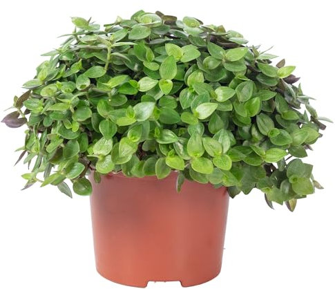 Kriechendes Schönpolster - Callisia Turtle 'Smit Eden Elegance' - Höhe ca. 15 cm, Topf-Ø 10,5 cm