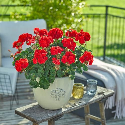 Geranie, rot, stehend, Topf-Ø 13 cm, 6 Pflanzen