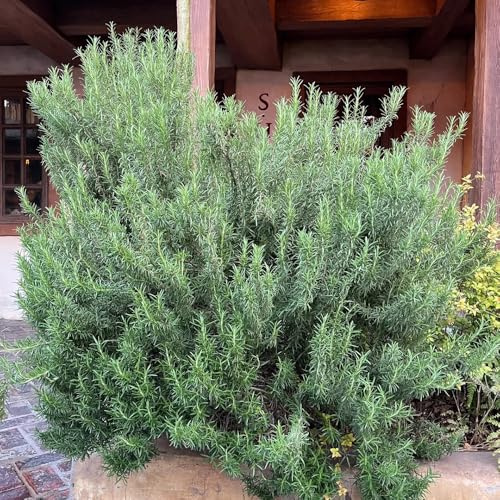 semi di rosmarino biologici, giardino roccioso resistenti giardino perenni resistenti balcone con aiuola rare 800pcs