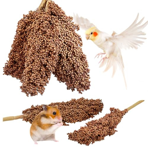 Fhiny Millet Spray for Birds, 6 PCS Natural Sun-Dried Red Sorghum Grain for Birds Seed Original Parrot Treats & Supplement Parakeet Food for Cockatiels Lovebirds Finches Budgies Pigeons Hamsters