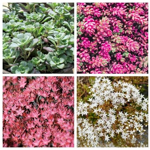 50 semi di sedum misti